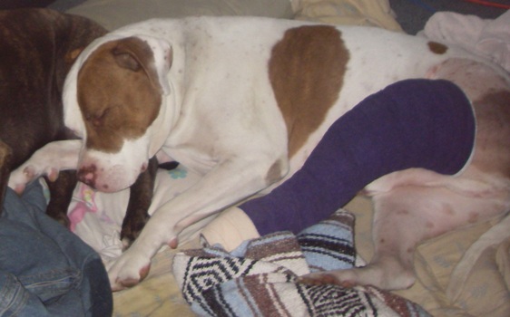My Dog, Tucker, 1 Day Postop Traditional Repair with His Purple Robert Jones Bandage