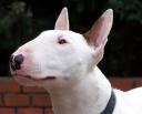 Bull Terrier with Cranial Cruciate Injury