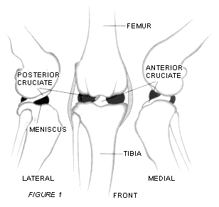 Dog Meniscus from Different Angles