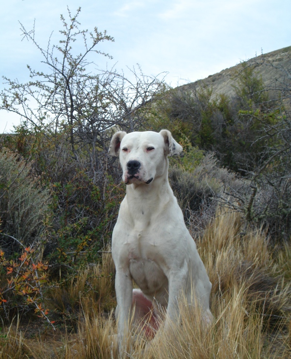 Dogo Argentino with Two Torn CCL