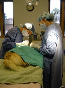 Surgical Repairs for Torn Dog Knee Ligaments