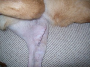 CCL Repair for Canines