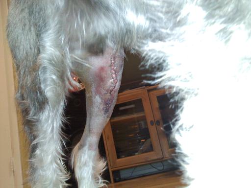 Incision site for canine procedure