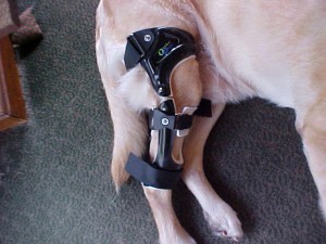 Dog CM Knee Braces