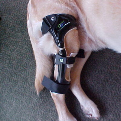 Dog Knee Brace from Orthopets