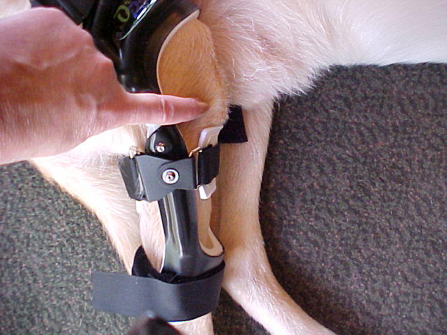 Dog Knee Brace from Orthopets
