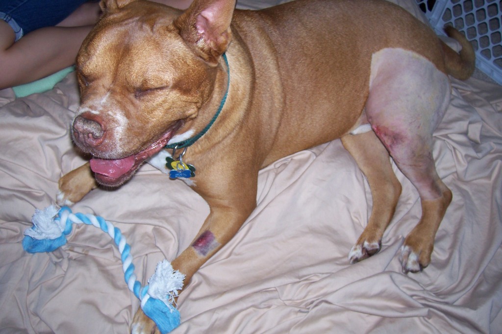 Modified Maguet Procedure (MMP Surgery) for Dogs