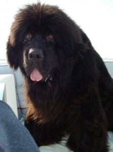 Newfoundlands and TPLO Knee Surgery