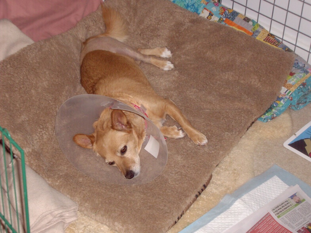 Dog Crying After ACL Surgery