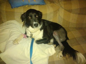 Cruciate Ligament Surgery for Dog Knee