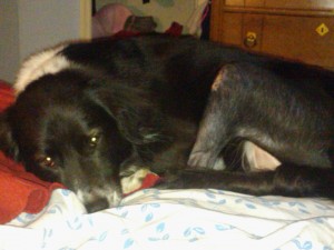Torn Dog Knee Ligament Surgery
