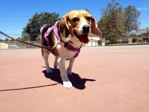 Adequan for Dogs with Cruciate Ligament Damage