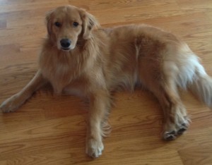 Goldens and Knee Ligament Injury