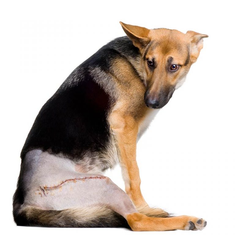 Как сидит собака при дисплазии фото