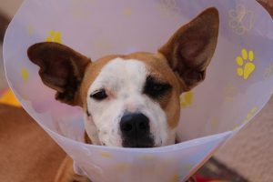 A dog in a cone for recovery.