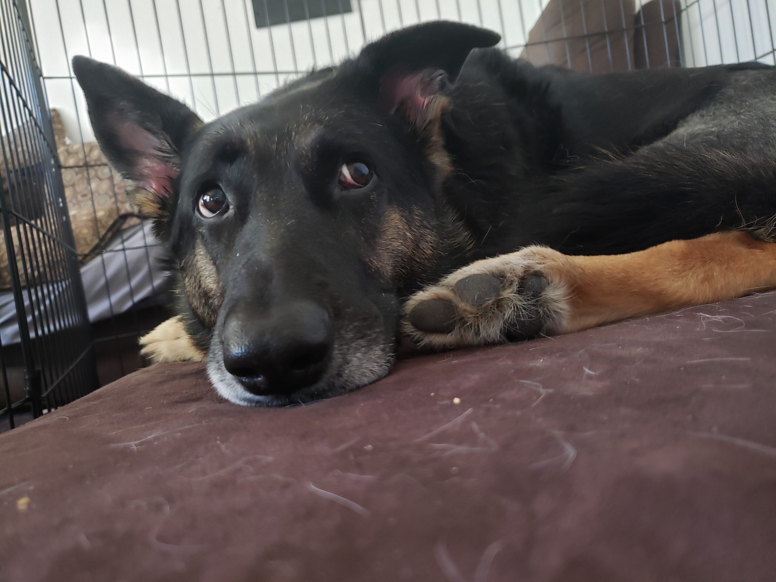 Chino, a German Sheppard, recovering from TTA surgery after injuring her CCL