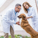 Veterinarian and dog owner discussing the best surgery option for the dog