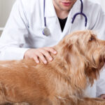 How Successful Is Dog Knee Surgery