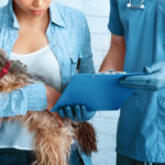 Consult With A Professional To Determine If Your Dog Needs Surgery