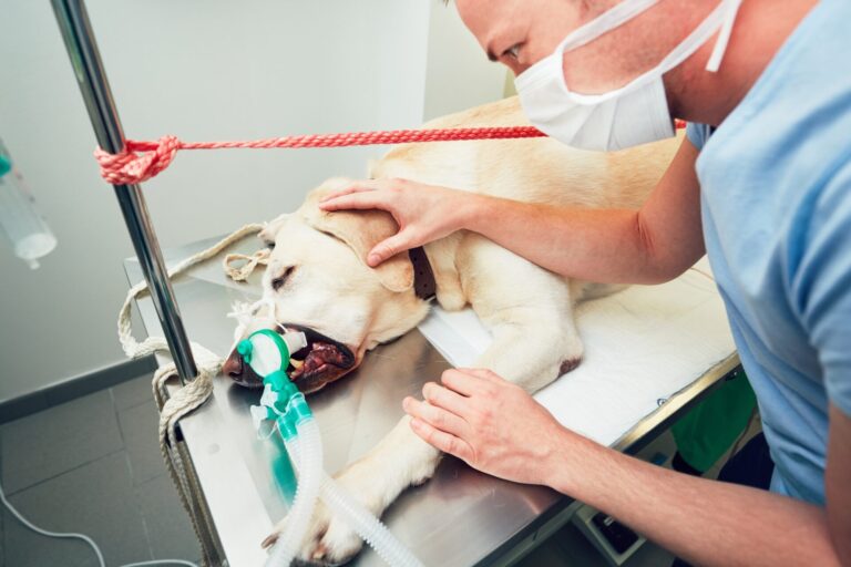 Dog Knee Surgery Success Rates for TPLO, Tightrope and More