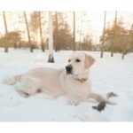Dog Knee Injuries And The Cold Winter Months: How To Protect Your Dog's Knees In Icy Conditions