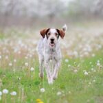Prevention Protocol To Keep Your Dog’s CCL Protected: Obesity, Early Neutering, and Personal Fitness
