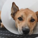 Why Should You Use A Soft Cone During Your Dog’s Surgical Recovery?
