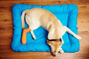 dog with injured cruciate ligament