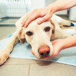 Should I Put Down A Dog With A Torn ACL?