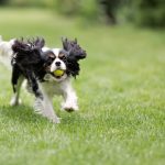 dog running with ball after qlf surgery