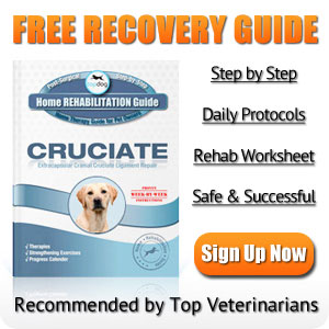 Canine Cruciate Ligament Injury Rehabilitation Guide